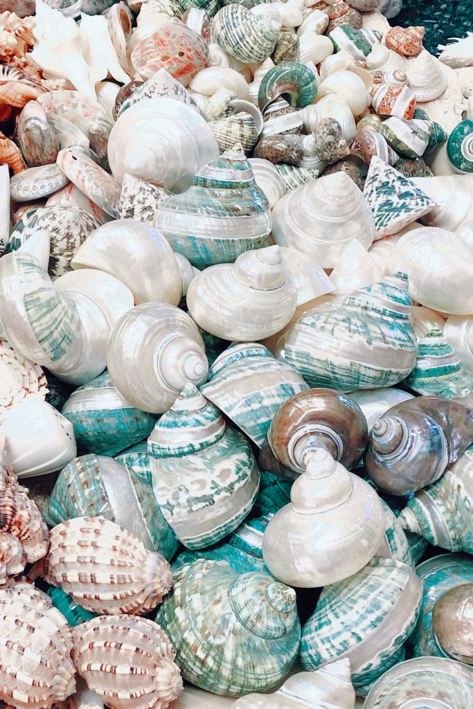 sea shells mermaid theme